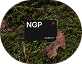 NGP